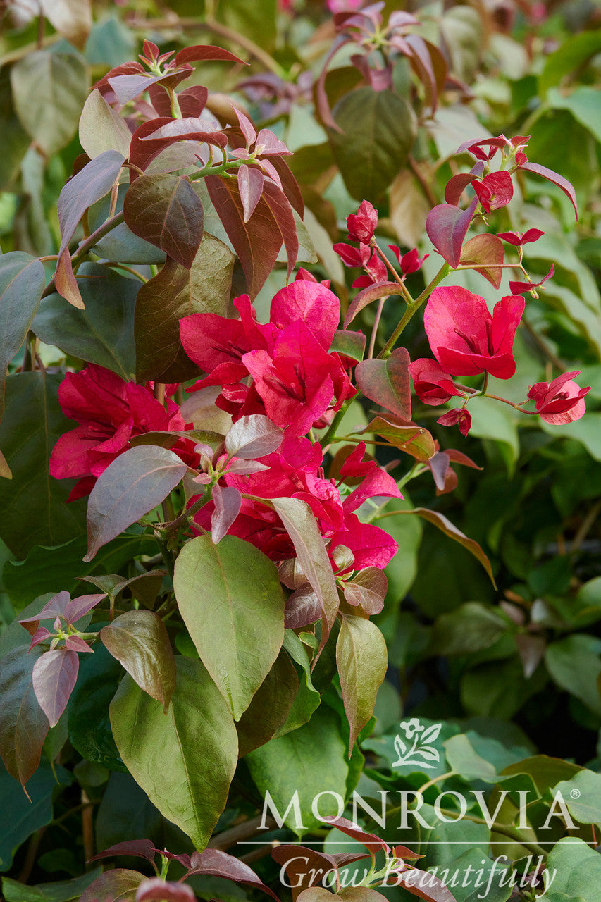 Monrovia Bougainvillea - Thumbnail 5