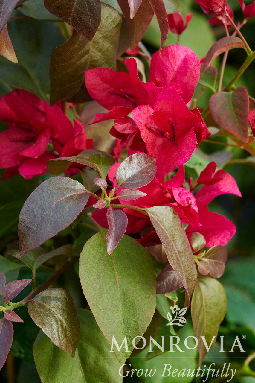 Monrovia Bougainvillea