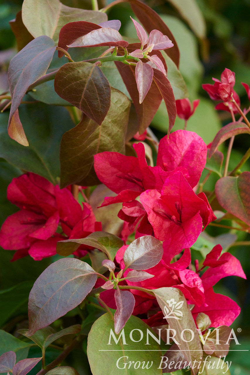 Monrovia Bougainvillea - Thumbnail 3