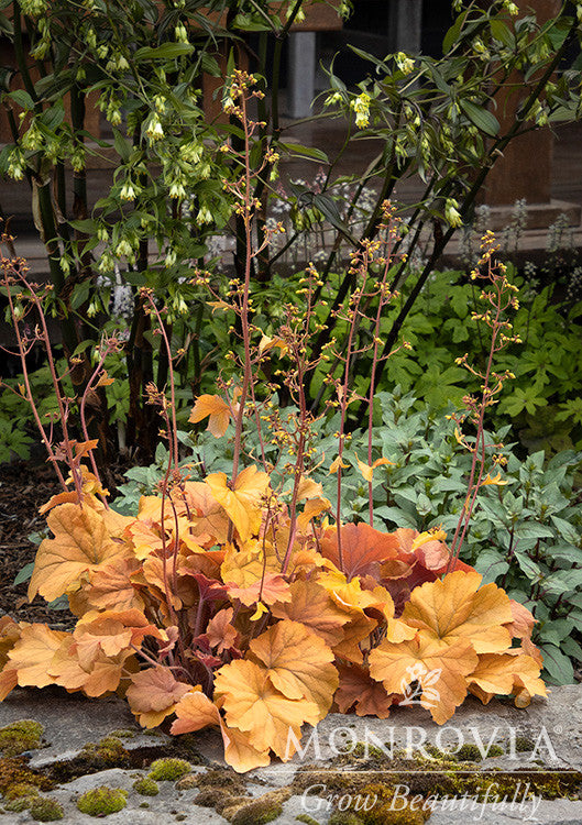 Monrovia Northern Exposure Amber Heuchera - Thumbnail 2
