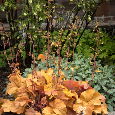 Northern Exposure™ Amber Heuchera - Monrovia