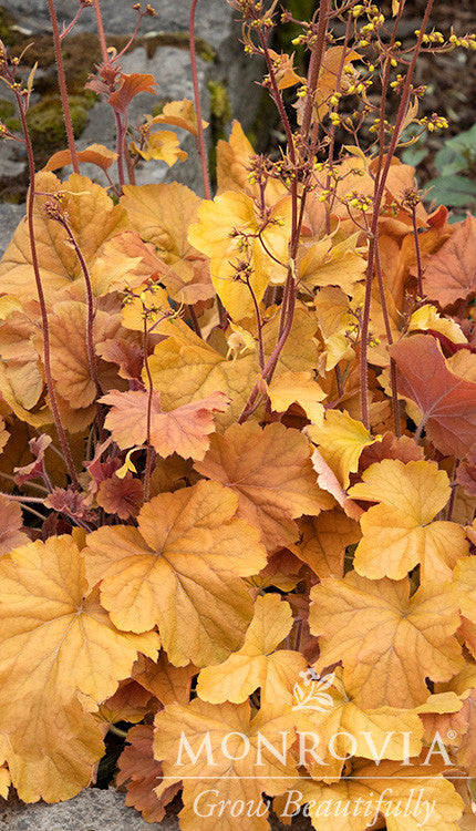 Monrovia Northern Exposure Amber Heuchera - Thumbnail 4