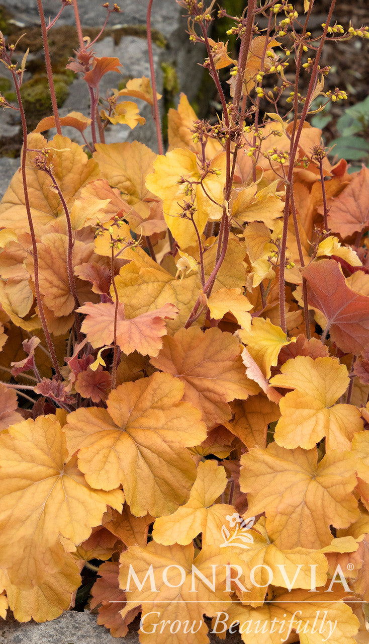 Monrovia Northern Exposure Amber Heuchera - Thumbnail 3