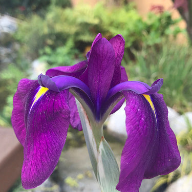 Variegated Japanese Water Iris - Monrovia