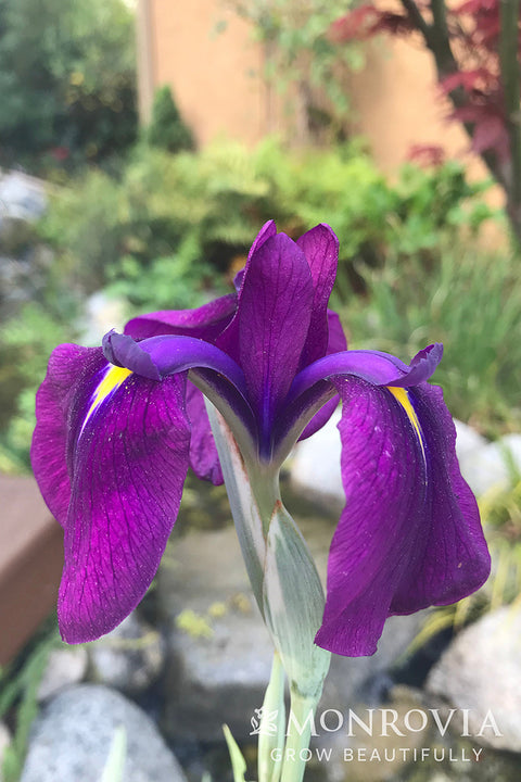 Variegated Japanese Water Iris - Monrovia