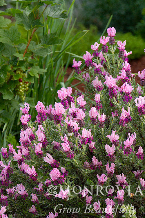 Javelin Forte Deep Rose Spanish Lavender - Thumbnail 2