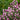 Javelin Forte™ Deep Rose Spanish Lavender - Monrovia