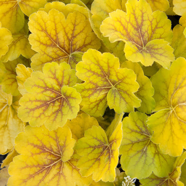 Northern Exposure™ Sienna Heuchera - Monrovia