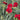 American Pie™ Cherry Pie Dianthus - Monrovia