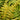 Jurassic Gold Wood Fern - Monrovia