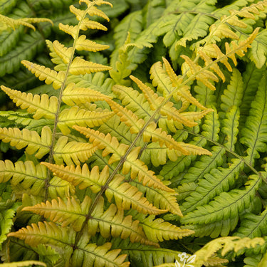 Jurassic Gold Wood Fern - Monrovia