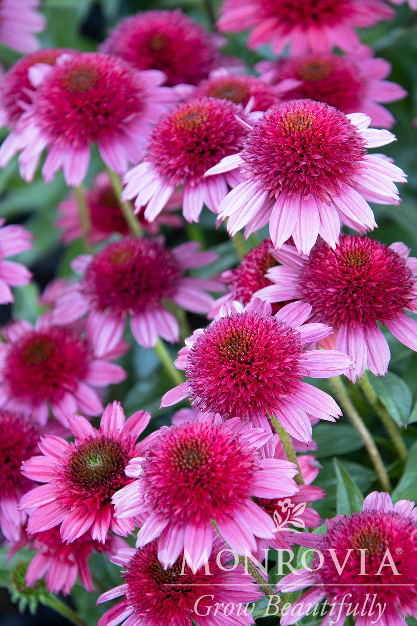 Sunny Days Ruby Coneflower
