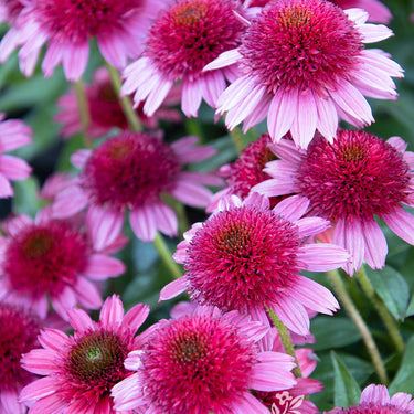 Sunny Days™ Ruby Coneflower - Monrovia