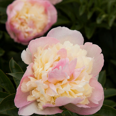 Raspberry Sundae Peony - Monrovia