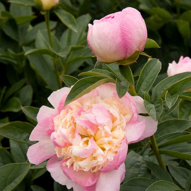 Raspberry Sundae Peony - Monrovia