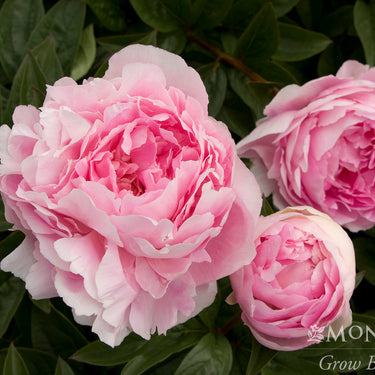 Lady Orchid Peony - Monrovia