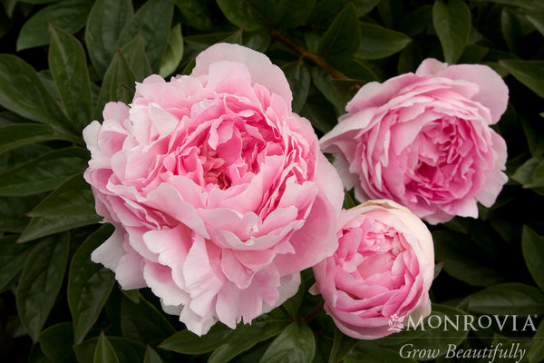 Peonies　ピオーニ 4621-lady-orchid-peony-close-