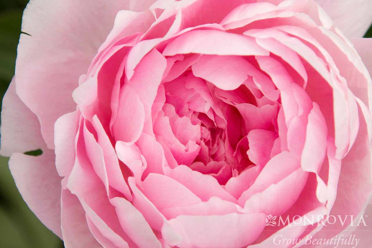 Lady Orchid Peony - Monrovia – Pike Nursery