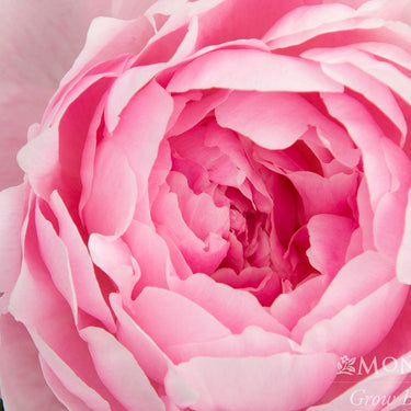 Lady Orchid Peony - Monrovia