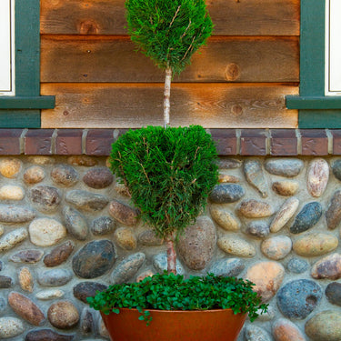 Spartan Juniper - Monrovia