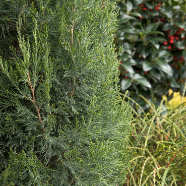 Spartan Juniper - Monrovia