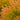 Fire Chief™ Globe Arborvitae - Monrovia