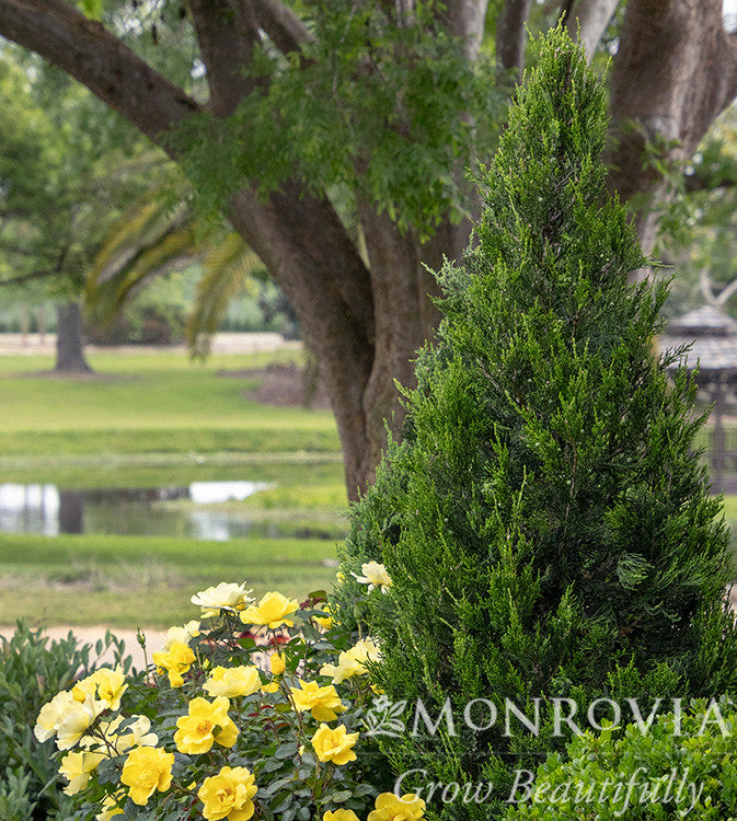 Green Columnar Juniper - Monrovia – Pike Nursery