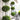 Green Columnar Juniper - Monrovia