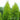 Donard Gold Monterey Cypress - Monrovia