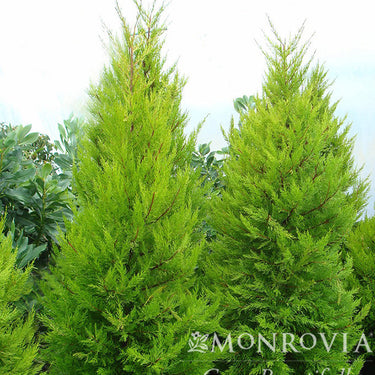 Donard Gold Monterey Cypress - Monrovia