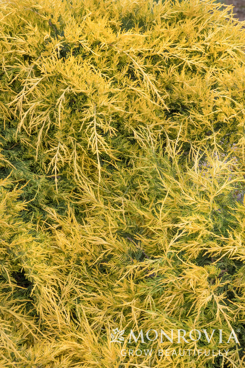 Monrovia Sea of Gold Juniper - Thumbnail 4