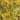 Sea of Gold® Juniper - Monrovia