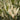Jade Enchantress® Cherry Laurel - Monrovia