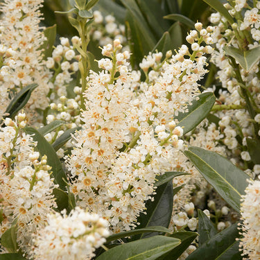 Jade Enchantress® Cherry Laurel - Monrovia
