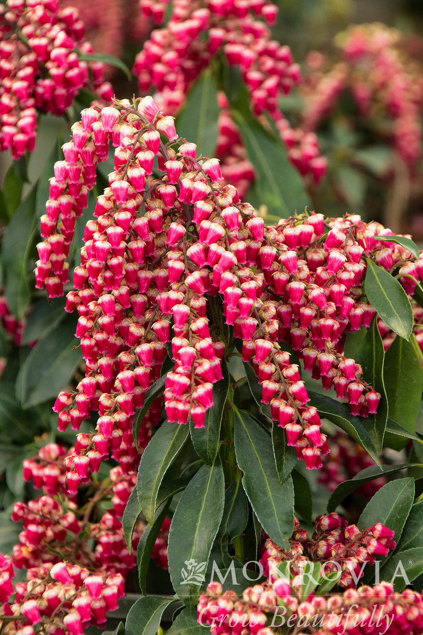 Monrovia Pieris