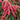 Enchanted Forest® Gay Goblin™ Pieris - Monrovia