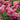 Enchanted Forest® Impish Elf™ Pieris - Monrovia