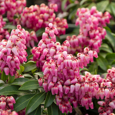 Enchanted Forest® Impish Elf™ Pieris - Monrovia