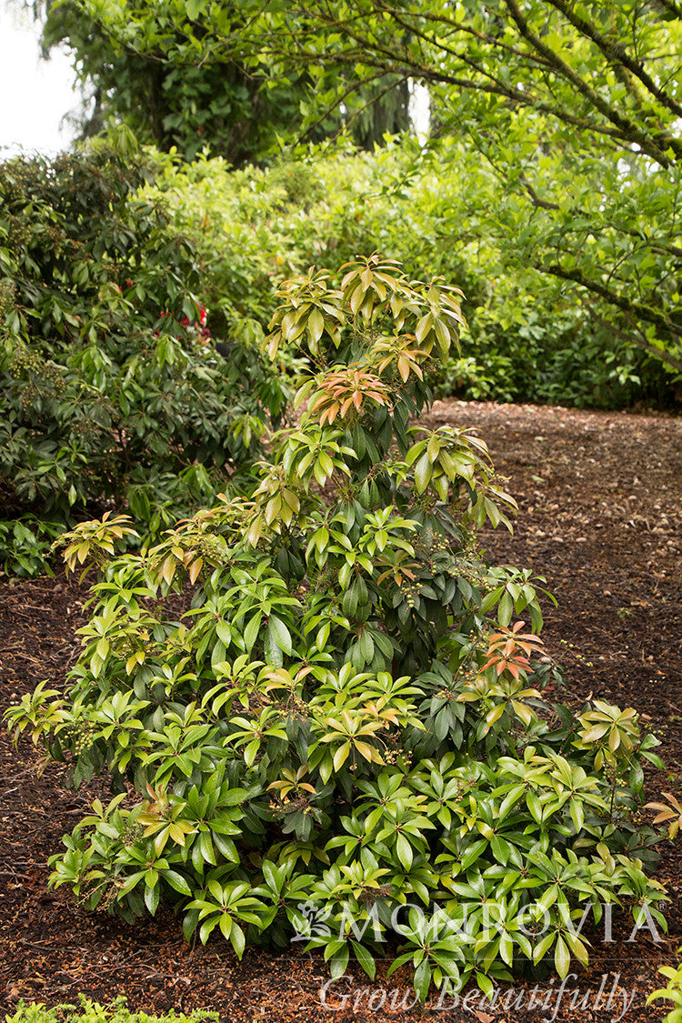 Monrovia Impish Elf Pieris - Thumbnail 2