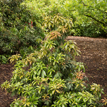 Enchanted Forest® Impish Elf™ Pieris - Monrovia