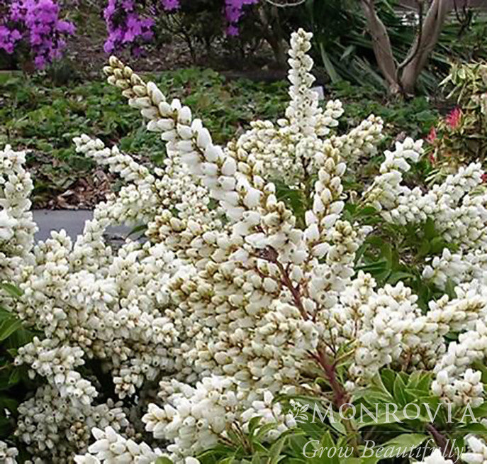 Tiki Pieris - Monrovia – Pike Nursery