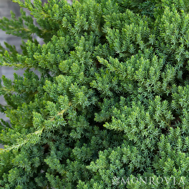 Dwarf Japanese Garden Juniper - Monrovia