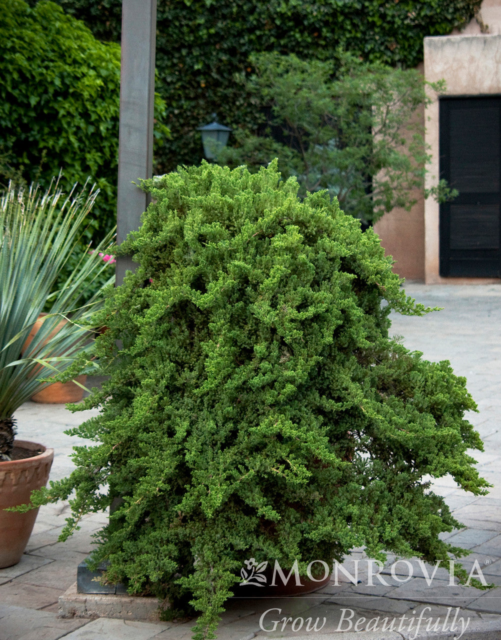 Monrovia Japanese Garden Juniper - Thumbnail 4