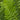 Southern Wood Fern - Monrovia