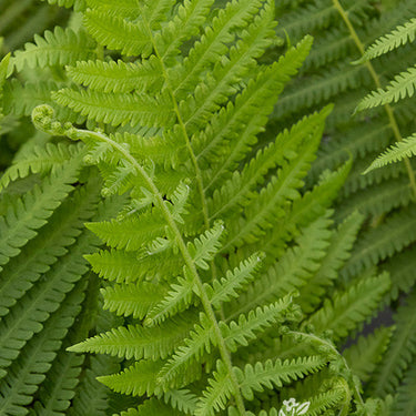 Southern Wood Fern - Monrovia