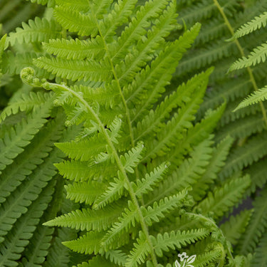 Southern Wood Fern - Monrovia