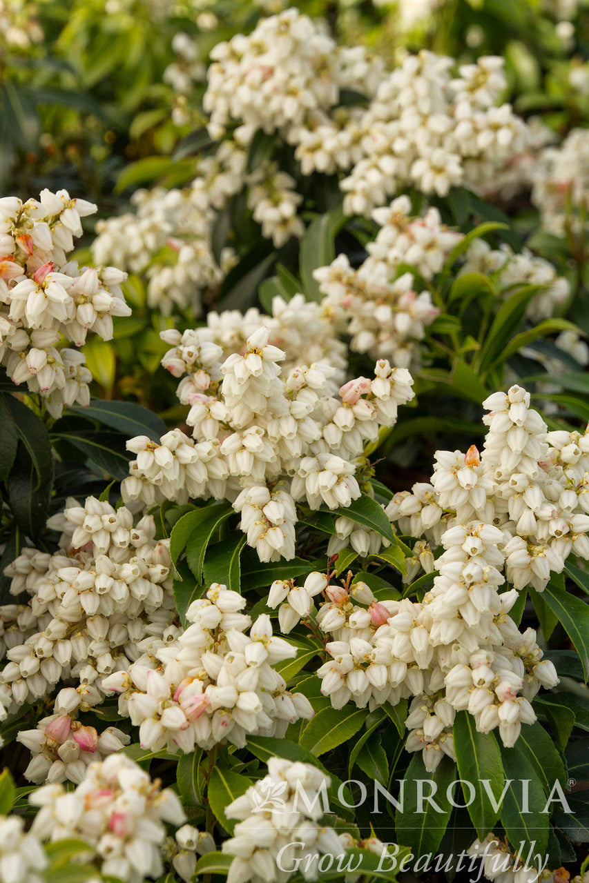 Monrovia Pieris