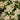Enchanted Forest® River Nymph™ Pieris - Monrovia