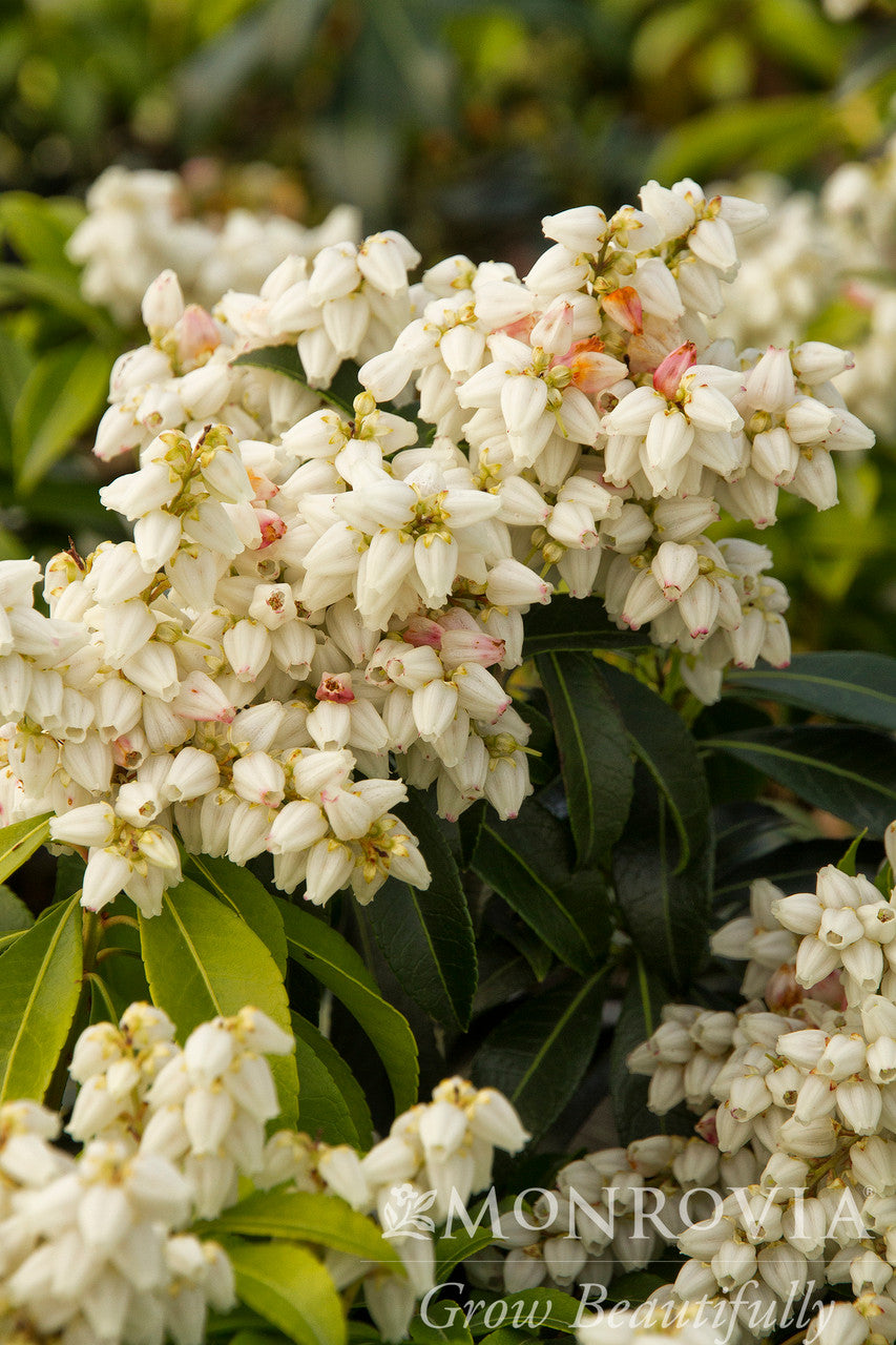 Monrovia Pieris - Thumbnail 3