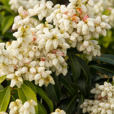 Enchanted Forest® River Nymph™ Pieris - Monrovia